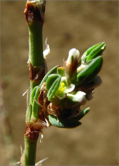 sm 385 Common Knotweed.jpg - Common Knotweed (Polygonum aviculare ssp. depressum): Originally from Europe these 1/64" across flowers survived trampling on the trail.